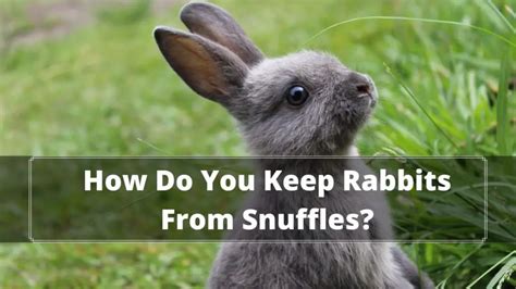 Rabbit Snuffles: Can Rabbits Have Seasonal Allergies?