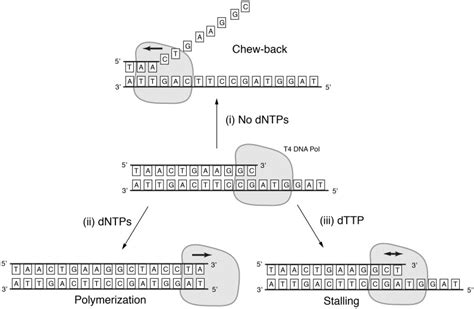 T4 DNA Polymerase Is A Proof Reading Polymerase In The Absence Of