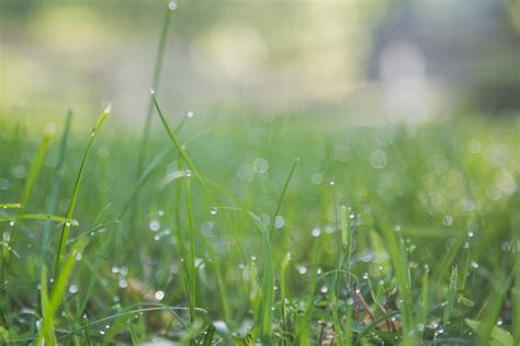 Free Images Water Dew Field Lawn Meadow Prairie Sunlight Leaf