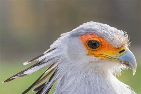 Premium Photo Secretarybird Close Up Portrait African Bird Of Prey