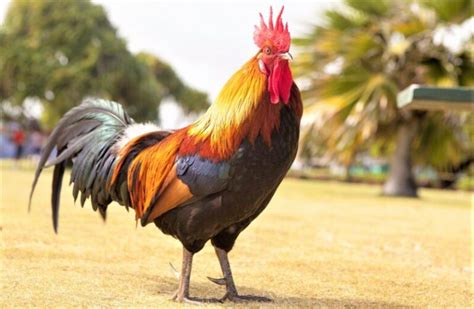 Gallo Qu Es Caracter Sticas Razas Qu Come H Bitat Reproducci N