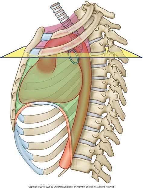 Anatomy of the mediastinum Mediastinum Diagram | Quizlet