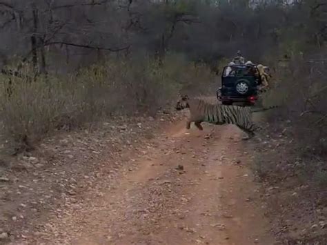 Alwar Temperature Sariska Tiger Reserve Tiger St 15 Viral Video