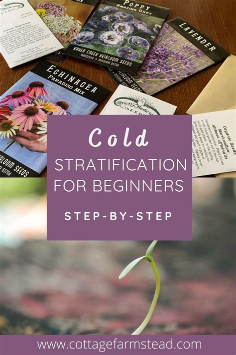 Beginner S Guide To Cold Stratification Starting Flowers From Seeds