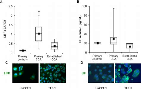 Lifr And Lif Expression In Human Primary And Established Cca Cell