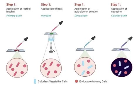 Dorner's staining - Introduction, Spore, Reagent, Principle, Procedure ...