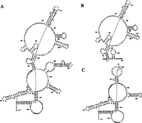 Figure 2 From Reconstitution Of Enzymatic Activity From Fragments Of M1