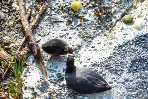 A baby bird struggles through polluted river water highlighting environmental water pollution ...