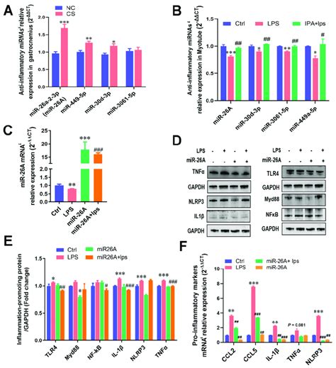 Ipa Alleviated Lps Induced Cellular Inflammatory Response By