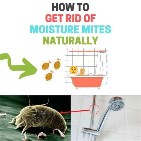 How To Get Rid Of Mites In The Bathroom Naturally Psocid Mites Bugwiz