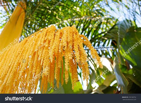 Phoenix Roebelenii Pygmy Date Palm Yellow Stock Photo 239108752