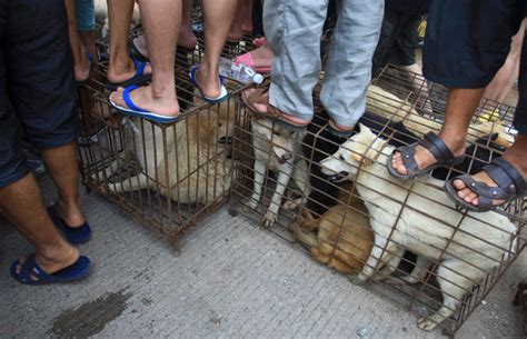 Yulin Dog Meat Festival Proceeds Despite Protests