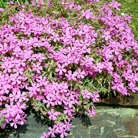 Флокс шиловидный Вариант Нетлтона Phlox subulata Nettleton Variation ...