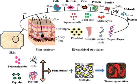 Hierarchical structure of skin tissue, emphasizing the mode of ...