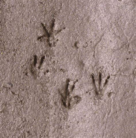 A Perfect Storm of Jumping Mice – Linda J. Spielman