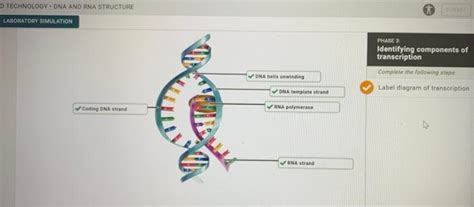 Solved D Technology Dna And Rna Structure Laboratory