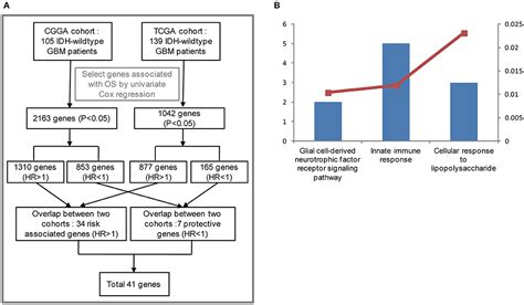 Frontiers Gene Expression Profiling Stratifies Idh Wildtype