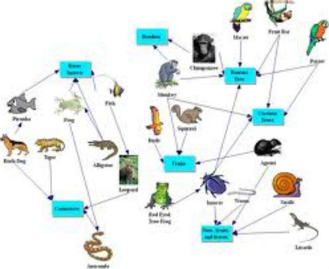 Food Webs Tropical Rainforest