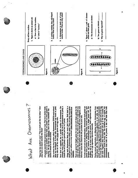 Chromosome Worksheet - • CHROMOSOMES AND GENES “Mary has her mother’s ...