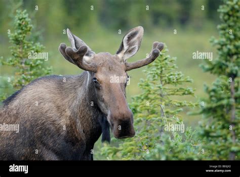 Bull Moose Alaska High Resolution Stock Photography And Images Alamy