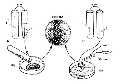 接种、分离纯化和培养技术