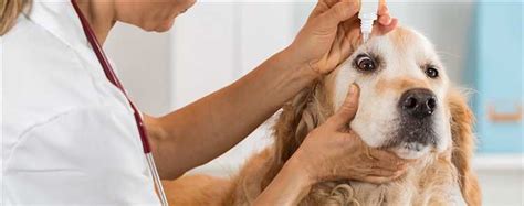 Titleallergy Eye Drops For Humans Are They Safe To Use On Dogs