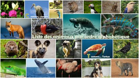 Liste Des Animaux Par Ordre Alphabetique Dictionnaire Des Animaux