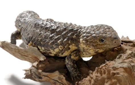 Shingleback Lizard - The Australian Museum