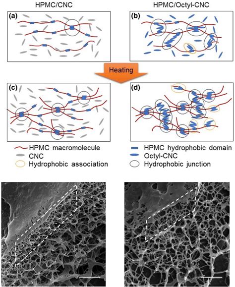 Structure Of Hybrid Hydrogels Top Panel Schematic Drawing Of