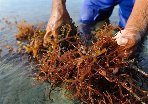 Irish Moss Seaweed Irish Sea Moss Cottonii Eucheuma Cottonii Msthi Nguyen 84 988 872 713