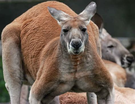 The Largest Kangaroo Ever Caught In Australia A Z Animals