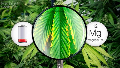 Cannabis Magnesium Deficiency What Causes It How To Spot It And How To Fix It Herbies Seeds