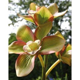 Acheter Des Tige D Orchid E Cymbidium Artificielle Seraphina Rose Vert