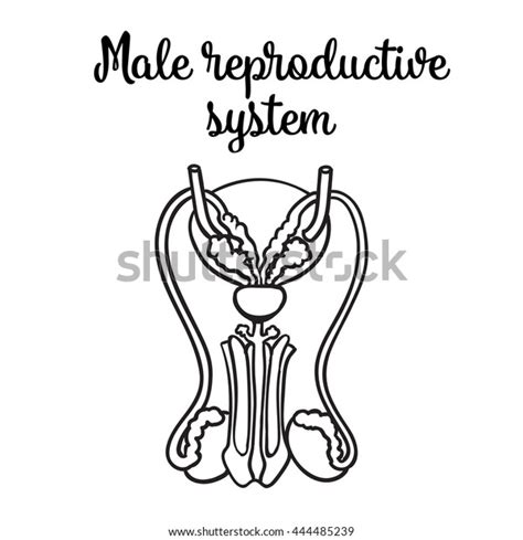 Male Reproductive System Vector Sketch Hand Drawn Stock Vector Royalty Free 444485239