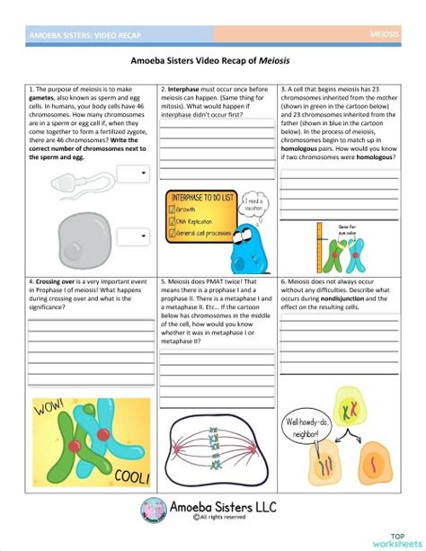 1 29 Amoeba Sisters Video Recap Interactive Worksheet Topworksheets