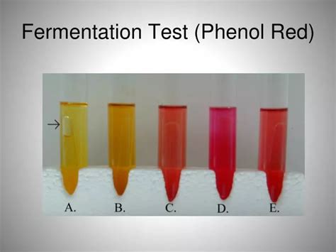 PPT Fermentation Test Phenol Red PowerPoint Presentation ID 1103300