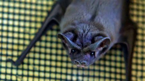 Newsela | Volunteers help biologist study rare, mysterious bonneted bat ...