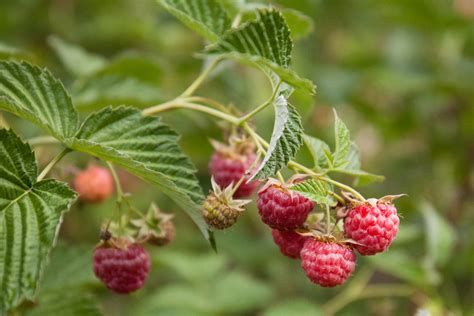 Himbeeren Schneiden Wann Und Wie Der Richtige Schnitt Gelingt