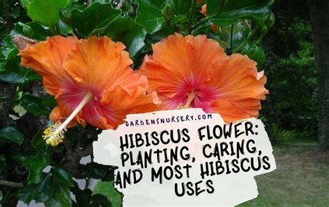 Hibiscus Flower Planting Caring And Most Hibiscus Uses