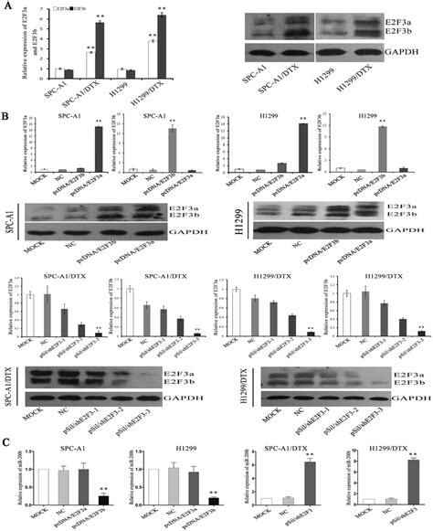 The Regulation Of E F A B On Mir B Expression And Chemosensitivity