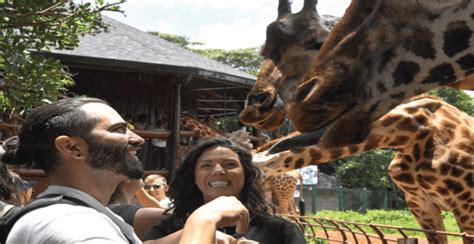 Giraffe Center Daphne Sheldrick And Karen Blixen Tour