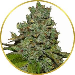 Buy Do-Si-Dos Marijuana Seeds USA - Abundant Life Seeds