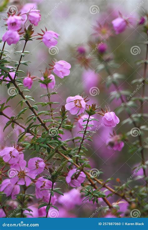 Pink Flowers Of The Australian Native River Rose Bauera Rubioides
