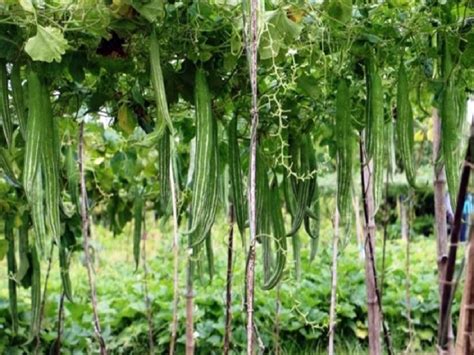 Snake Gourd Farming জেনে নিন চিচিঙ্গা চাষ পদ্ধতি