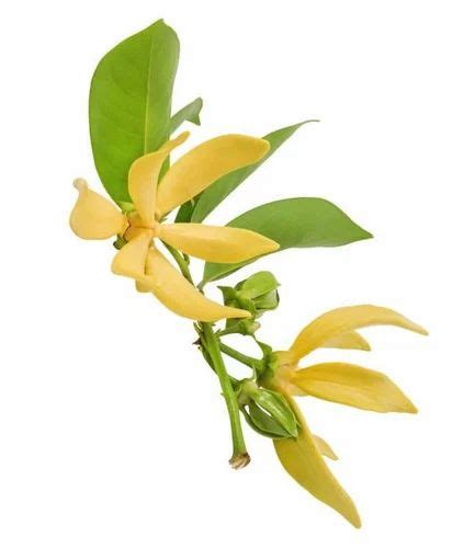 100% Pure Champaca Absolute Oil, For Aromatherapy, 1kg at ₹ 65000/litre ...