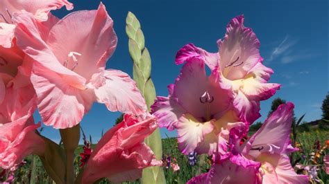 Когда выкапывать гладиолусы на зиму: все, что нужно знать | Life