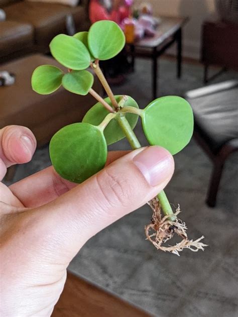 Peperomia Hope Care Propagation By Brittany Goldwyn Live Creatively