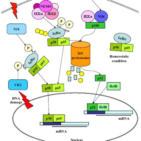 Proposed mechanisms for Nrf2 activation. Under normal homeostatic ... 