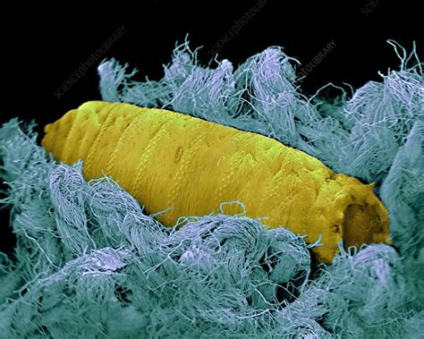 Blowfly Maggot Pupa Sem Stock Image Z Science Photo Library