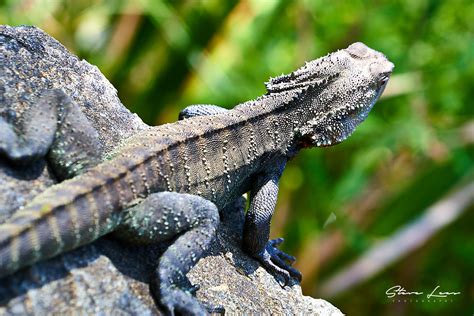 Lizards of Australia - Steve Lees Photography